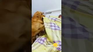 so hard#dogs #shorts #animals #funny #entertainment #hard #dogslover #viral #BOCCHU007