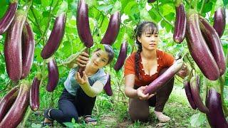 Harvesting Many Eggplant Goes To The Market Sell - Take Care Livestock | New Free Bushcraft