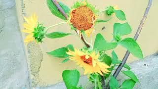 Beautiful Rose Flowers And Sunflower |@malikarfeengohar6610 |The Worlds Largest Natural Flowers|