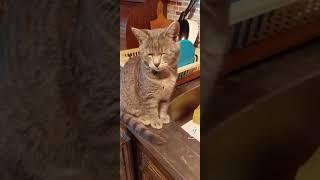 Onions burn the cat's eyes.  FUNNY Cute Cat. Onion Vs Cat