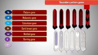 Chicken genetics : plumage color