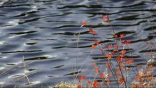 Pavan Op.123 - John Gardner