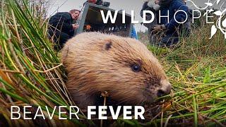 The busy beavers bringing wetlands back to the UK | WILD HOPE