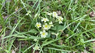 Managing the Wood White butterfly's habitat | Butterfly Conservation