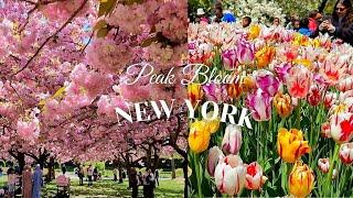 NYC Beautiful Peak Bloom Cherry Blossoms & Tulips Brooklyn Botanic Garden Highlight