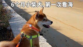 柴犬第一次看大海，帶它出門散步看風景，小家夥很開心！Shiba Inu looks at the sea for the first time