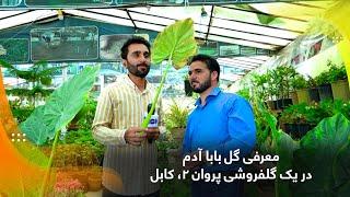 Burdock flower, introduced by a florist in Parwan 2 / معرفی گل بابا آدم در یک گلفروشی پروان ۲