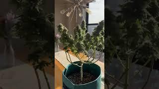 GROWING WEED IN CONDO