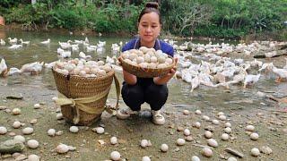 Harvesting Egg Goes To Market Sell - Cooking & Preserving Duck Eggs | Lý Thị Ca