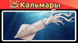 Кальмары: интересные факты | подводные животные | мастера маскировки