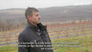 Bogdan from Ukraine walks us through his blueberry fields for #IGrowYourFood