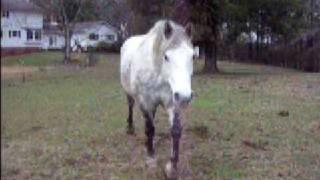 Puppy-Dog Percheron Pride