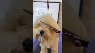 DOG HAIRCUT WITH SCISSORS #dogs #doggroomingtips