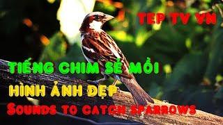 Tiếng chim Sẻ mồi - Chuẩn - Bẫy chim sẻ thật đơn giản 2017 - Sounds to catch sparrows