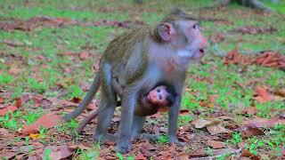 Baby! Love Monkey Primate