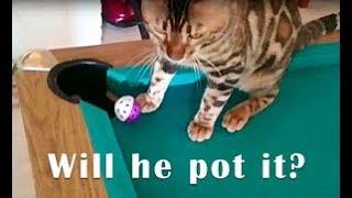 Bengal cat playing snooker: How many times the bengal cat pots it?