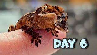 2 Headed Gecko Day 6