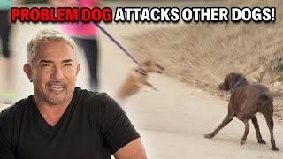 The Importance Of Humans Learning Proper Dog Training | Cesar 911 Season 2, Ep. 11 - Part 1