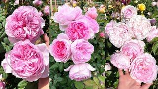 Top 3 David Austin Roses/ My Top Pick!