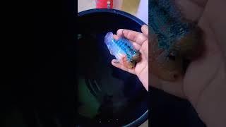 #shortvideo flowerhorn