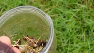 Picking Mushrooms In Cow Fields