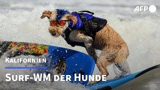 Spaß im Nass bei der Hunde-Surf-WM | AFP