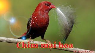 Giới thiệu chim manh manh ta ( mai hoa). Dòng finch nhỏ xinh nên có trong bộ sưu tập aviary.