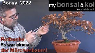 Bonsai 2022-33 - Rotbuche - Fagus sylvatica - Es war einmal… der Märchenbaum!