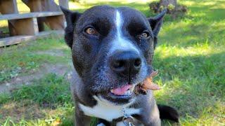 ASMR || Hachi the Pitsky crunching on a duck leg || Raw feeding