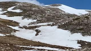 Fiume delle Bianche Alpine, setter montanaro