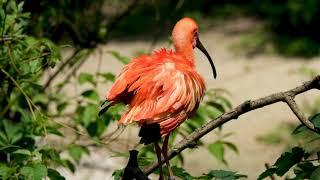 Orange colour bird animal planet lovers