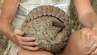 What is a Pangolin? - The Pangolin: No Time to REST