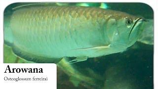 [HD] Arowana / Gabelbart - Osteoglossum ferreirai