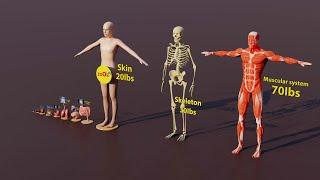 3d human size comparison