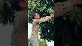 Thu hoạch cây vải cổ vườn nhà #ẩmthựcdândã #food #fruit #amthuc #garden #nongtrai #câyănquả #viral