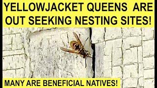 EASTERN YELLOWJACKET QUEEN SEEKS OUT NESTING SITE (Vespula Maculifrons)! Beneficial Native Species!