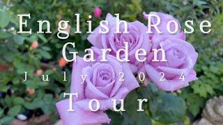 English Rose Garden Tour | Rating Roses For Strength of Scent | David Austin Roses and Much More