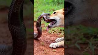 Dog vs Cobra Fight  | Brutal Bite Caught in Dramatic CGI Animation! #superdog #dogtv #ghostdog