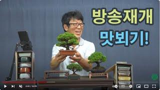 9월 6일 테스트 방송 【스마일분재경매(韓国の盆栽/Korean Bonsai)】