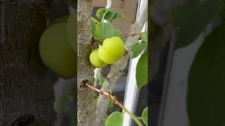 Star Gooseberry  Growing in Pot #khmerlifeinflorida #gooseberry