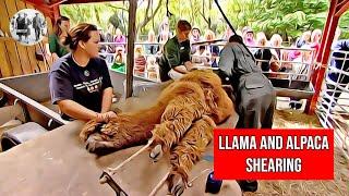 Llama & Alpacas Shearing