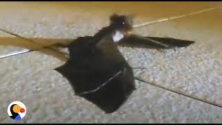 Baby Bat Cries for His Mom | The Dodo