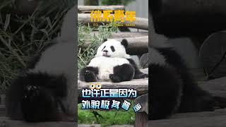 #panda 熊猫宝宝变成佛系青年，享福的熊生