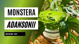 Monstera adansonii bakımı | Ev Yeşili ‍