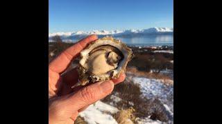 Oyster Shucking Demo and Q&A w/ Jakolof Bay Oyster Co.