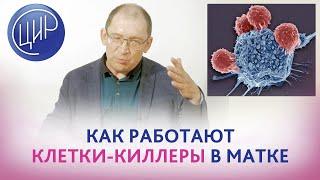 Клетки-киллеры в матке. Антигены тканевой совместимости 1 класса и их роль в сохранении беременности