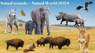 Animal sounds - Animal world 2024 - The sounds of wild buffalo, elephant, frog, sheep, dog, cat