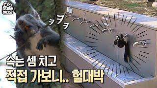 해외토픽감 발견?! 수도꼭지 열고 물 마신 후 잠그기까지 하는 청설모..ㅋㅋㅋ┃Clever Squirrel Turns the Faucet on & off to Drink Water