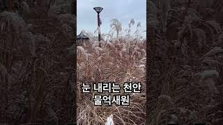 눈 내리는 천안 성성호수공원 물억새원