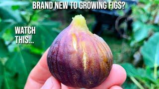 Brand New to Growing Figs? Watch This...